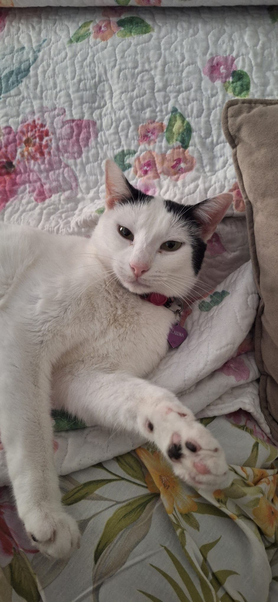 Macarena, the white cat with black spots, stretched out on a flowery quilt