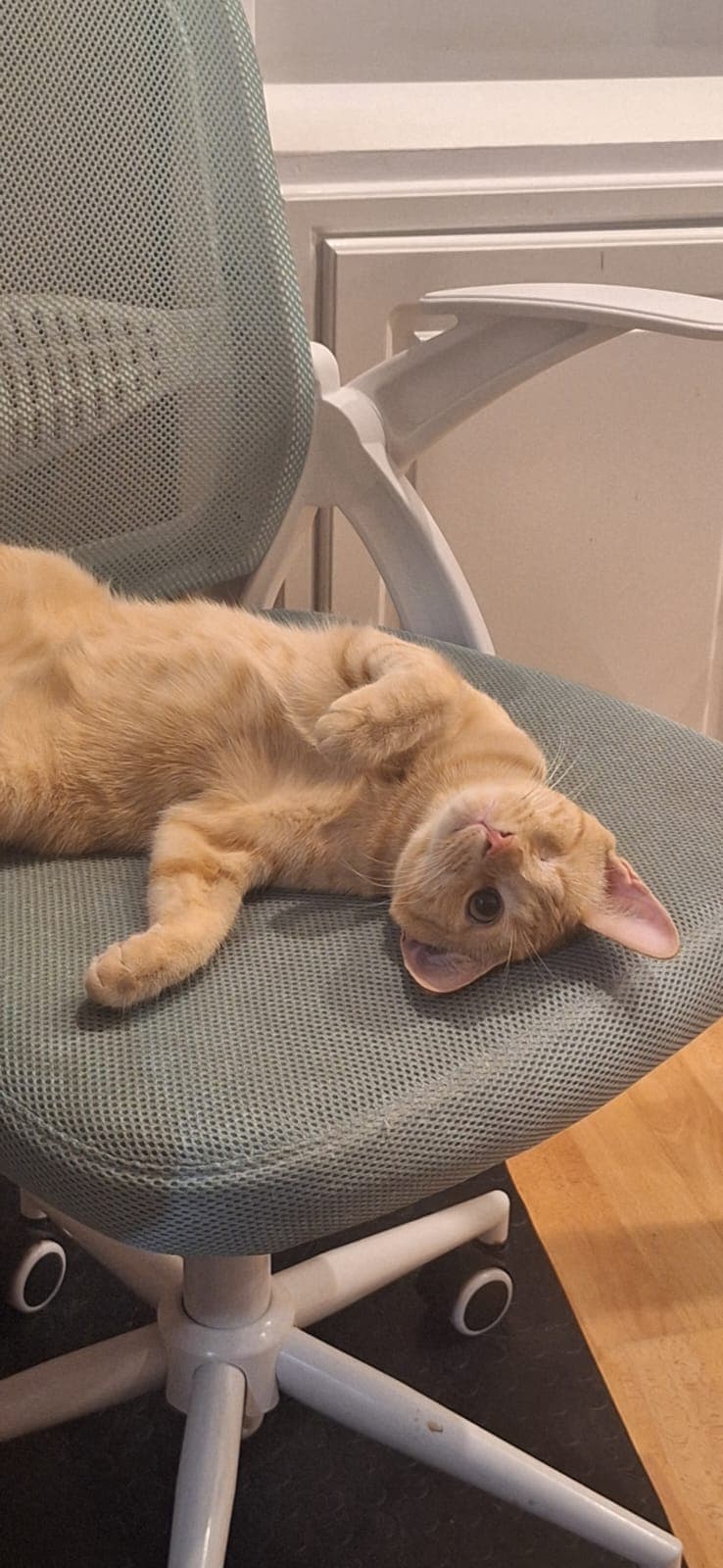 Candelo, the one-eyed orange cat, lying upside down on a desk chair